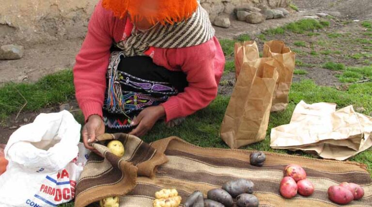 FAO Guide to New International Day of Potato Sets Scene for First-ever Observance on May 30