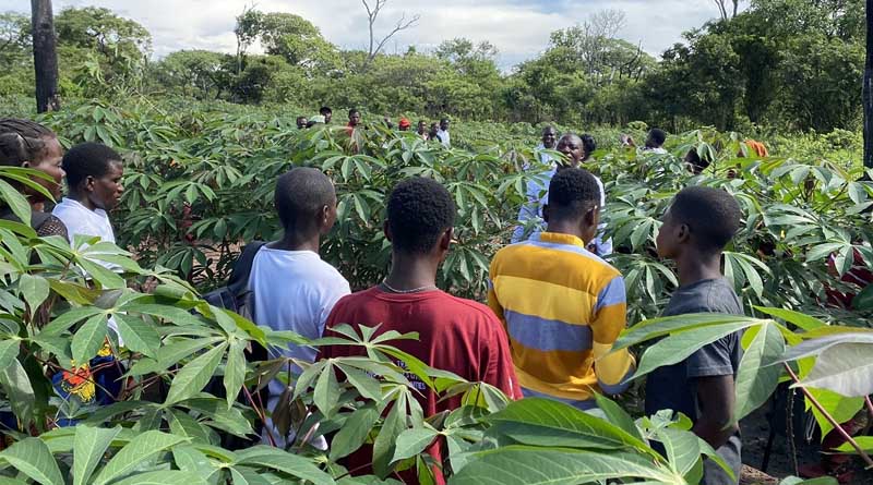 Crop Success Celebrated in Zambia After Farmers Plant Virus-free Cassava Cuttings