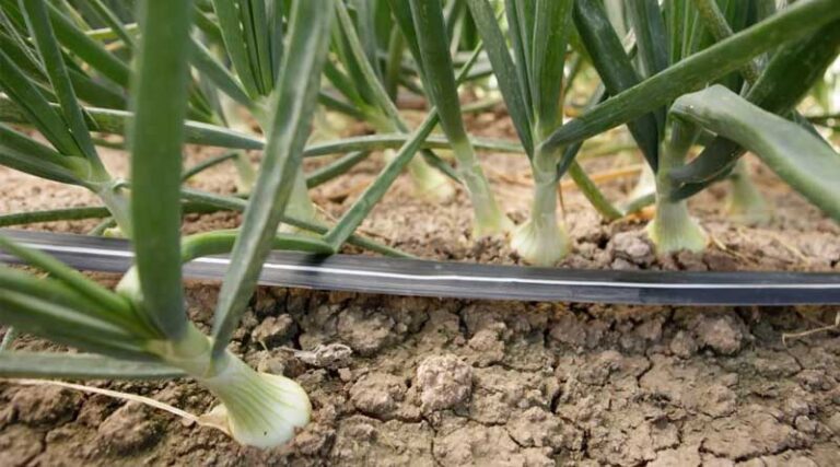 Innovation With Rivulis T-Tape and Yields Go Through the Roof!