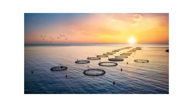 Many farmed fish parasite-free but more data needed