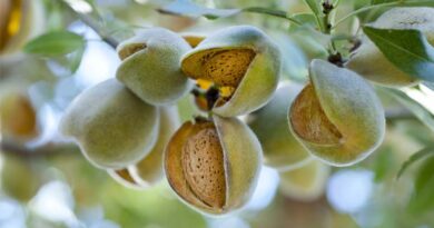 Acadian Plant Health™ California Almond Study Shows Biostimulants Improved Water Use Amid Record Regional Temperatures