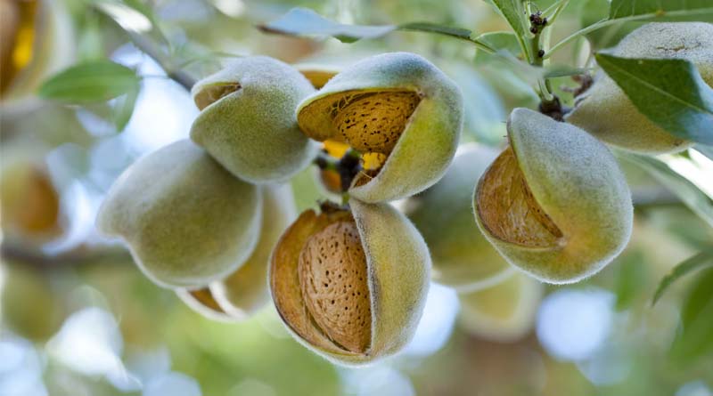 Acadian Plant Health™ California Almond Study Shows Biostimulants Improved Water Use Amid Record Regional Temperatures