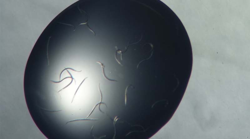 CABI Helps Celebrate 100 Years Since the Discovery of Entomopathogenic Nematodes