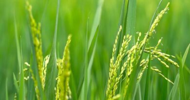 Breaking Records: Basmati Rice Exports Soar in Fiscal Year 2024