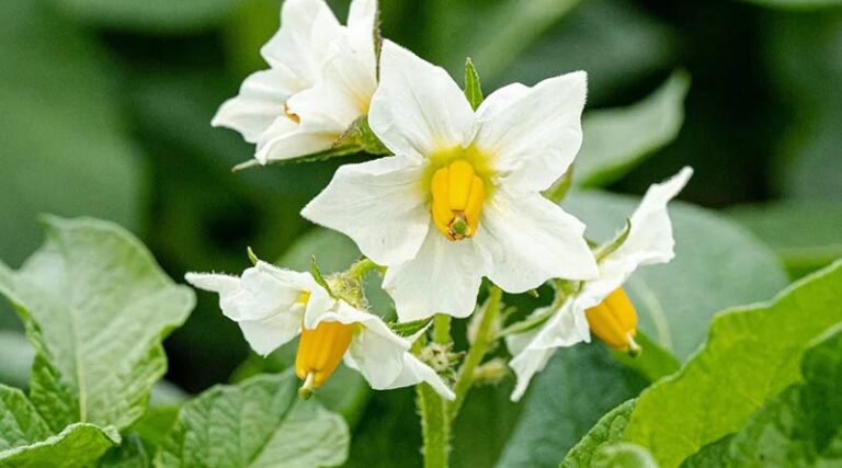 Evagio Forte Gives New Blight Fungicide With Built in Resistance Management