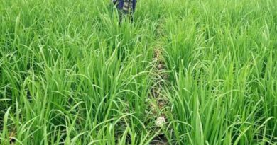 Rising Yields: Makerere University’s Trial Networks Propel Upland Rice Farmers To Success