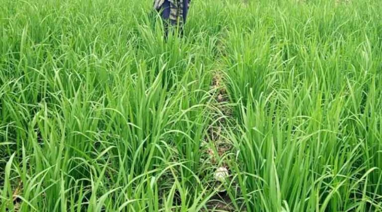 Rising Yields: Makerere University’s Trial Networks Propel Upland Rice Farmers To Success