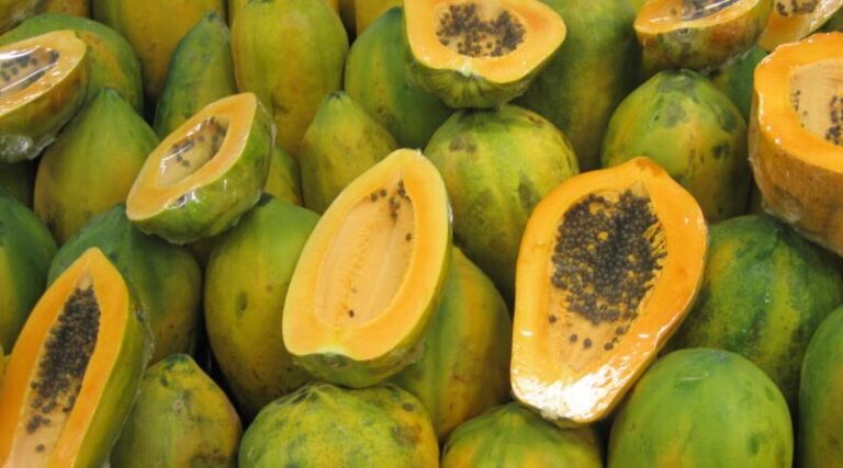 Common Papaya Disorders: A Comprehensive Guide