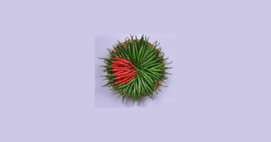 Known-You Seed Chili Variety Tejashree