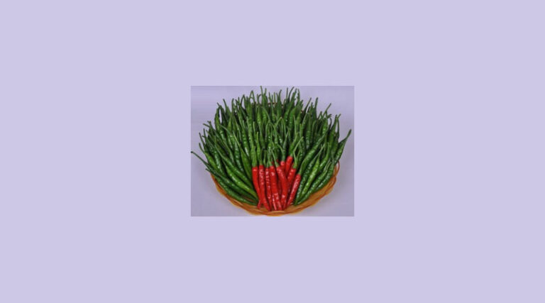 Known-You Seed Chili Variety Tejaab