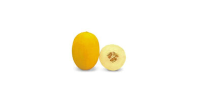 Known-You Seed Muskmelon Variety Kohinoor