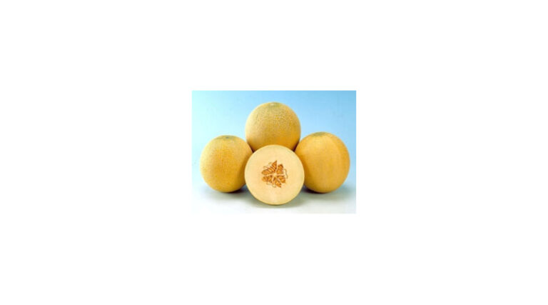 Known-You Seed Muskmelon Variety Bobby
