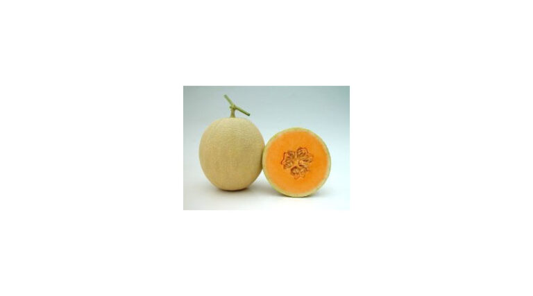 Known-You Seed Muskmelon Variety Kundan