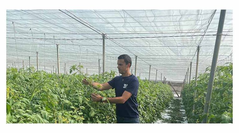 Tomatoes That Work for You: “these Varieties Benefit Growers, Retailers and Consumers.”