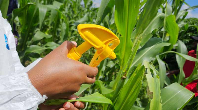 Team of Global Experts to Develop Beneficial Nematode-based Biocontrol Solution to Fall Armyworm