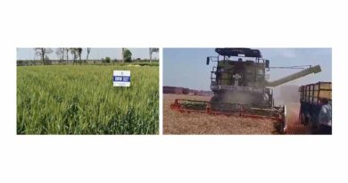 DBW 327 (Karan Shivani) wheat variety sets new yield records in Punjab and Haryana