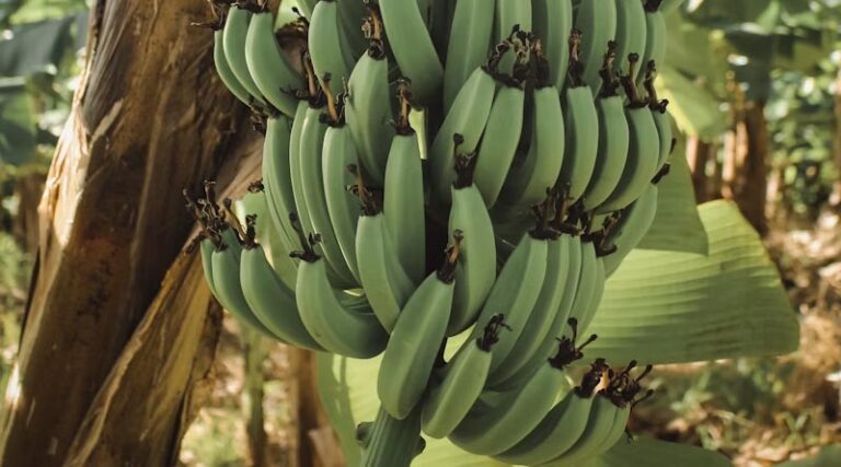 Combatting Wheat Blast: West Bengal Farmers Transition to Banana, Lentils, and Maize Cultivation