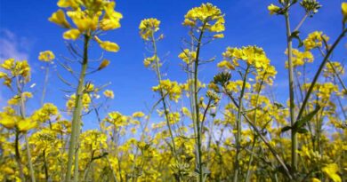 Bayer Aims to Launch First Bioinsecticide for Arable Crops