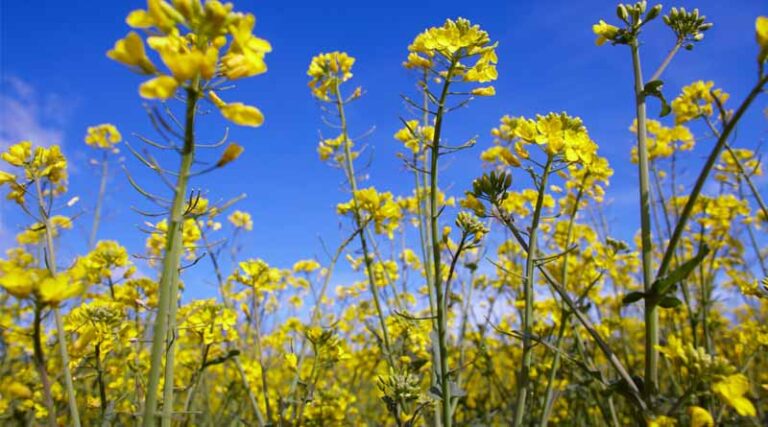 Bayer Aims to Launch First Bioinsecticide for Arable Crops