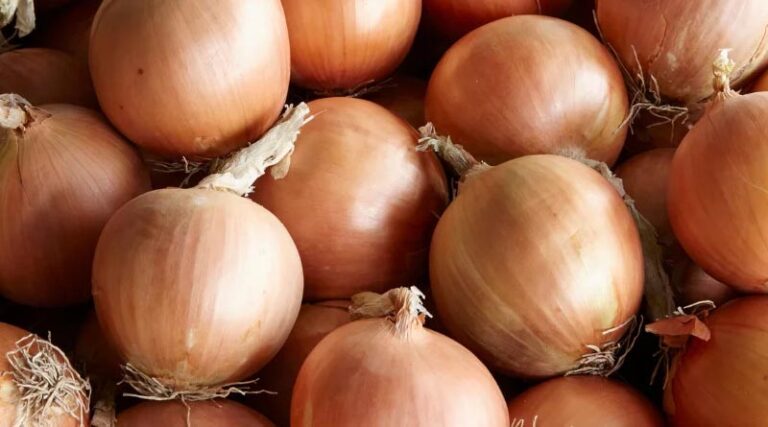 How to Maximize Onion Yield Potential in Three Steps