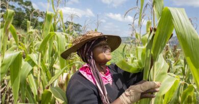 FAO warns of maize shortfall across Southern Africa