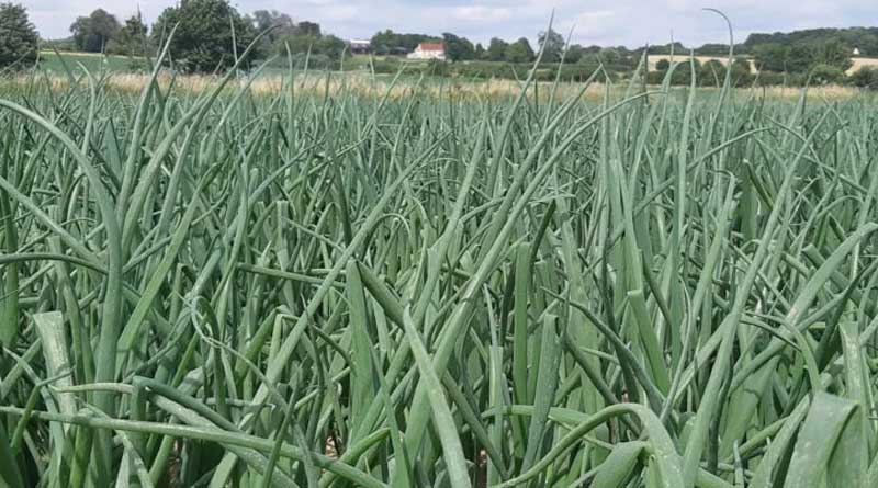 Onion downy mildew risk rising