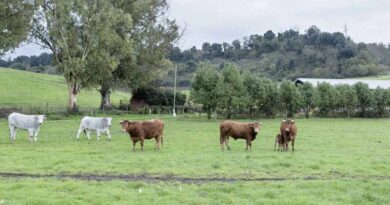 FAO Launches Global 10-year Initiative to Reduce the Need for Antimicrobials for Sustainable Agrifood Systems Transformation