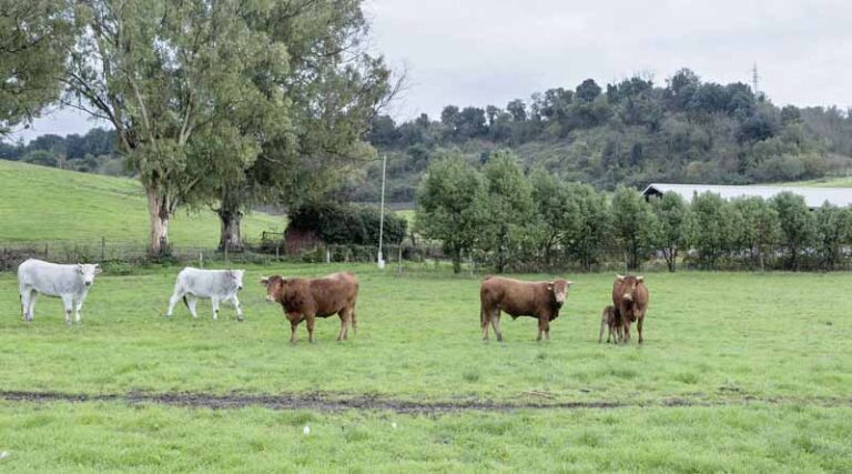 FAO Launches Global 10-year Initiative to Reduce the Need for Antimicrobials for Sustainable Agrifood Systems Transformation
