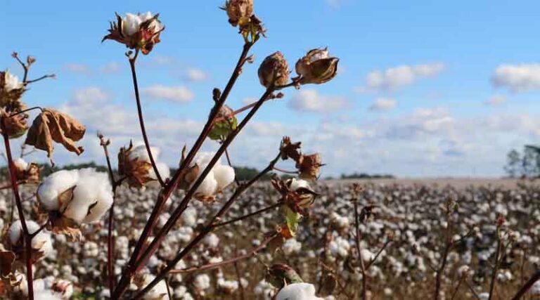Need Better R&D, Higher Acreage to Meet Cotton Demand: Seed Industry