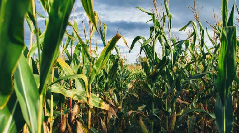 What Are the Benefits of Sowing Maize on Ridges