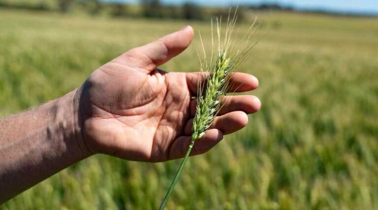 Latest variety information on-hand for growers through NVT Harvest Reports