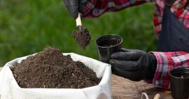 Advancing Agriculture: Exploring the Bioenzyme Fertilizer Market Landscape