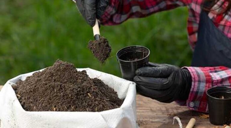 Advancing Agriculture: Exploring the Bioenzyme Fertilizer Market Landscape