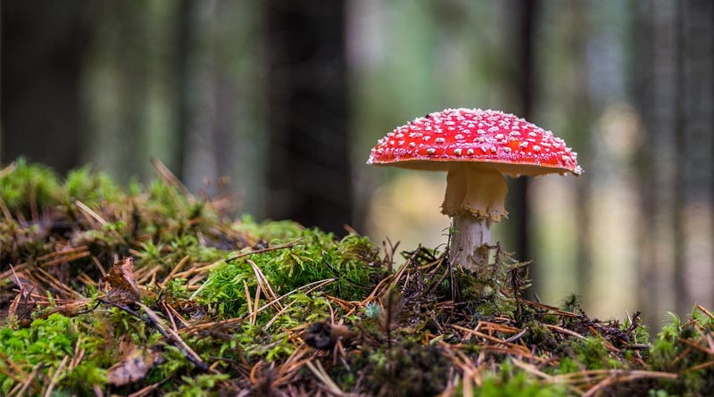 Mushroom Market: Global Industry Analysis, Size, Share: Growth, Trends, and Forecast 2024-2032