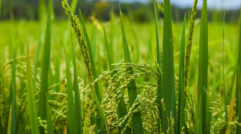 India Initiates Anti-Dumping Investigation on Imports of Pretilachlor from China