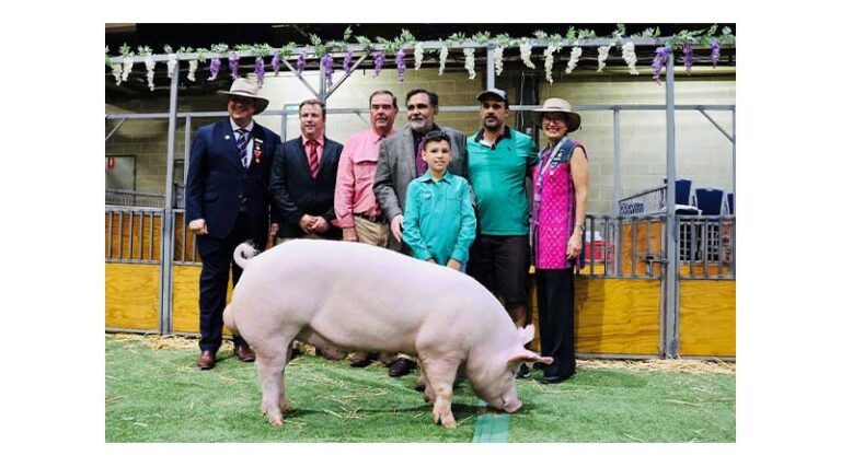 'Pigs and Pinot' stud sale a success at Royal Sydney Easter Show