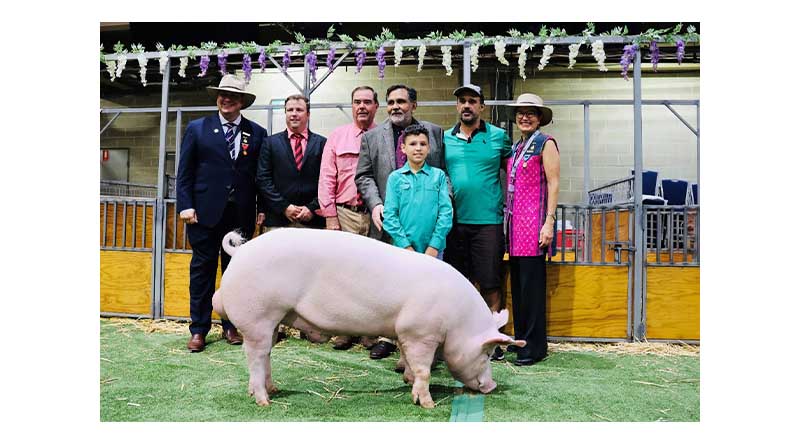 'Pigs and Pinot' stud sale a success at Royal Sydney Easter Show