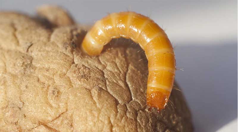 Wet conditions increase potato soil pest threats