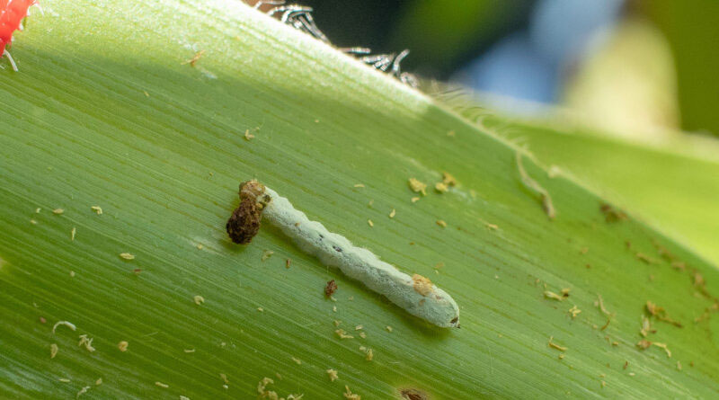 Successful on-farm trials using Metarhizium rileyi in Zambia