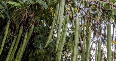 New compendium identifies 100 promising forgotten foods for Africa