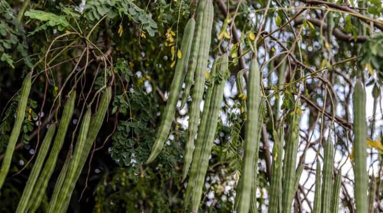 New compendium identifies 100 promising forgotten foods for Africa