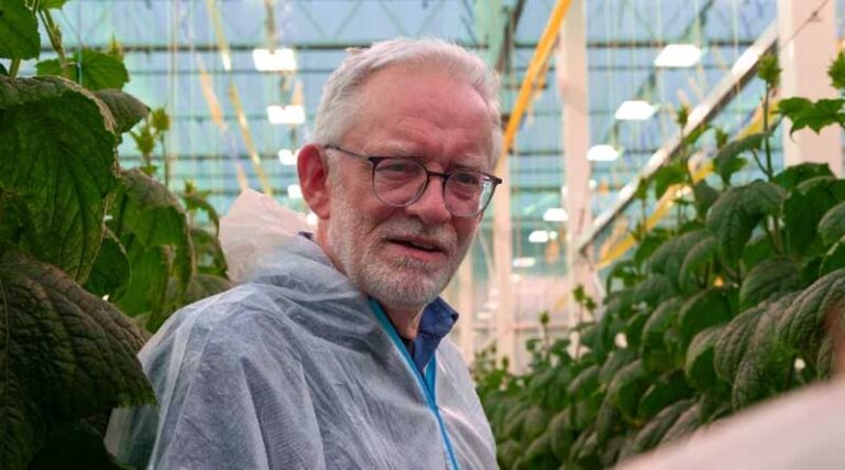 The changing landscape of the pickling cucumber industry