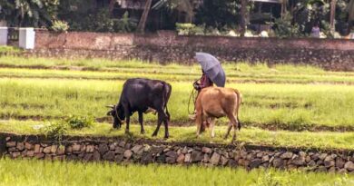 KCR Urges Compensation of Rs 25,000 Per Acre for Drought-Hit Farmers