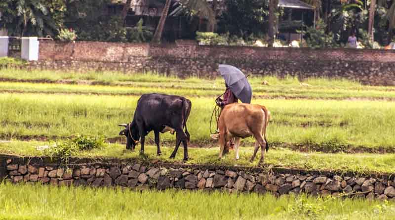 KCR Urges Compensation of Rs 25,000 Per Acre for Drought-Hit Farmers