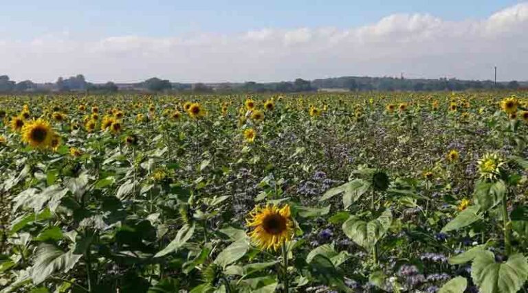 Syngenta environmental seed mixes deliver more for agronomy and ecology