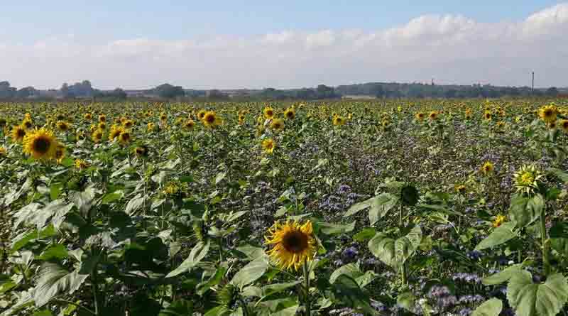 Syngenta environmental seed mixes deliver more for agronomy and ecology