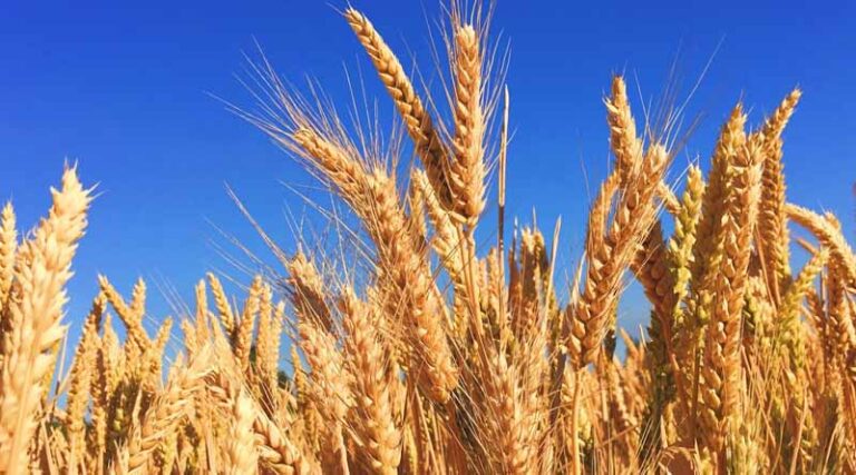 The Dominance of Lok-1: Madhya Pradesh's Leading Wheat Variety