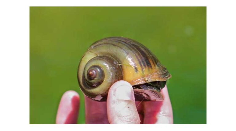 What makes invasive apple snail the worst invasive invertebrate of waterways?