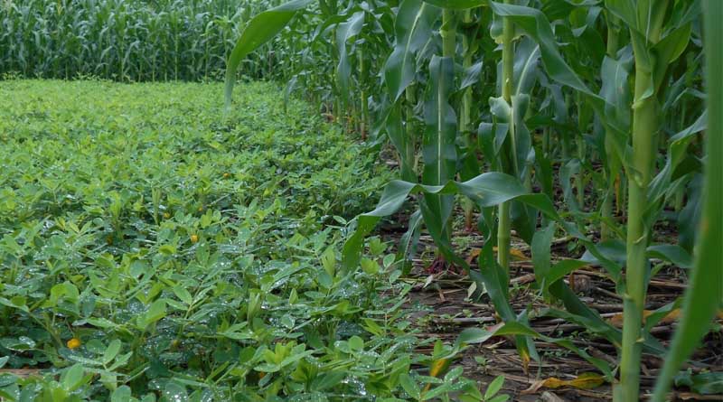 Sustaining Conservation Agriculture initiatives: lessons from Malawi