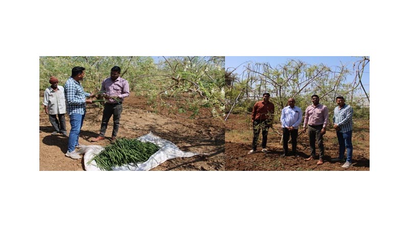 Drumstick Cultivation, an Example From Gujarat, Turning a Poor Farmer Into a Millionaire
